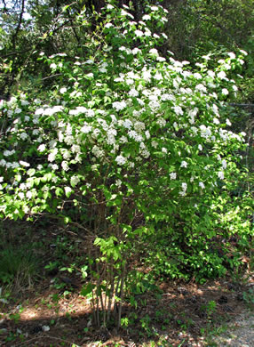 image of Viburnum rafinesqueanum, Downy Arrowwood