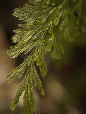 image of Vandenboschia boschiana, Appalachian Filmy-fern, Bristle Fern