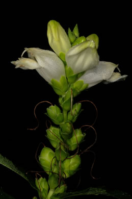 image of Chelone glabra, White Turtlehead