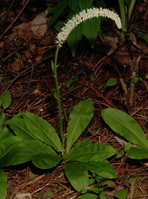 image of Chamaelirium luteum, Fairywand, Devil's Bit