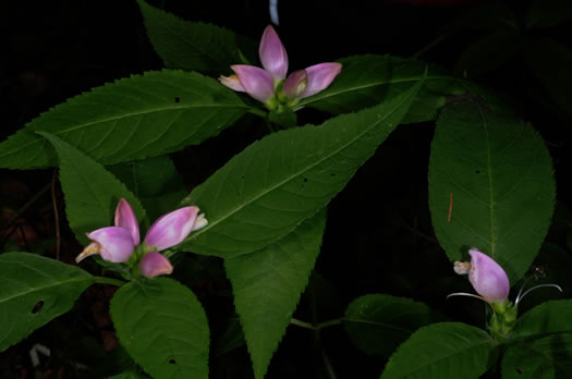 image of Chelone lyonii, Mountain Turtlehead, Pink Turtlehead, Appalachian Turtlehead