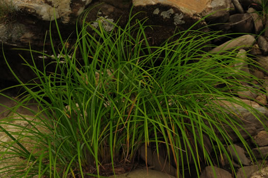 image of Carex torta, Twisted Sedge, Streambed Sedge