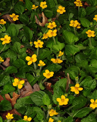 image of Chrysogonum virginianum +, Green-and-gold