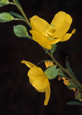 image of Ludwigia virgata, Savanna Seedbox, Slender Seedbox