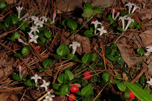 image of Mitchella repens, Partridgeberry, Twinflower