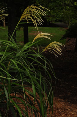 image of Miscanthus sinensis, Chinese Silvergrass