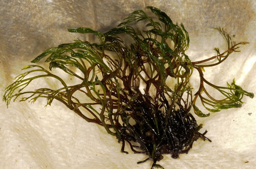 image of Podostemum ceratophyllum, Riverweed, Threadfoot, Riffleweed