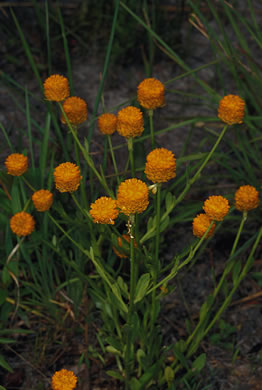 image of Polygala lutea, Orange Milkwort, Red-hot-poker, Candyroot
