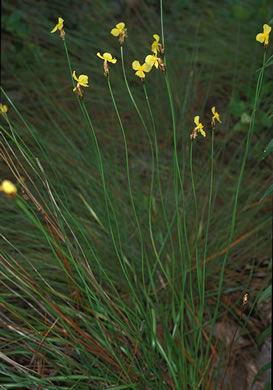image of Xyris caroliniana, Pineland yellow-eyed-grass, Carolina yellow-eyed-grass
