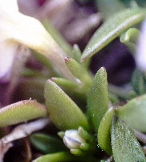 image of Houstonia rosea, Rose Bluet, Pygmy Bluet