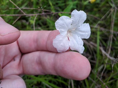 image of Ruellia humilis, Hairy Wild-petunia, Low Wild-petunia, Glade Wild-petunia, Fringeleaf Ruellia