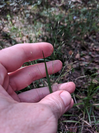 image of Panicum flexile, Wiry Panicgrass
