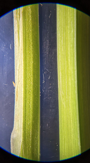 image of Carex mitchelliana, Mitchell's Sedge
