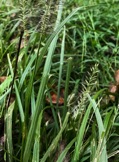 image of Cenchrus purpurascens, Chinese Fountaingrass, Black Fountaingrass