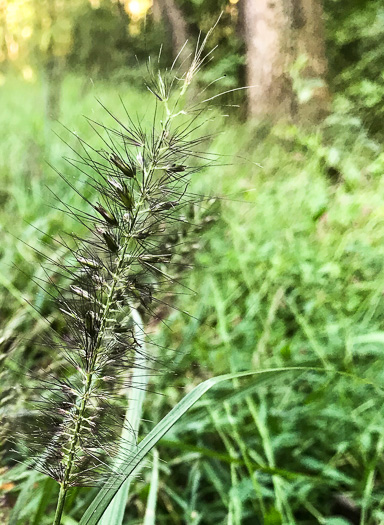 image of Cenchrus purpurascens, Chinese Fountaingrass, Black Fountaingrass, Foxtail Fountaingrass