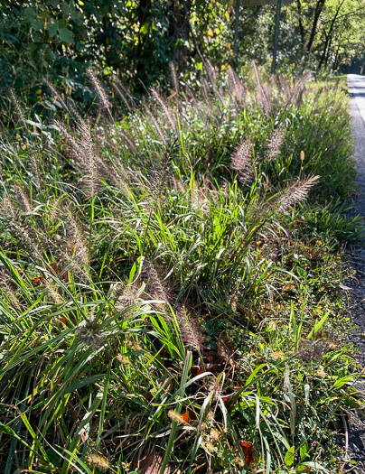 image of Cenchrus purpurascens, Chinese Fountaingrass, Black Fountaingrass, Foxtail Fountaingrass