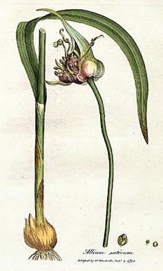 drawing of Allium sativum, Cultivated Garlic