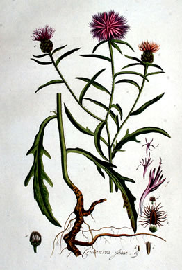 image of Centaurea jacea, Brown Knapweed