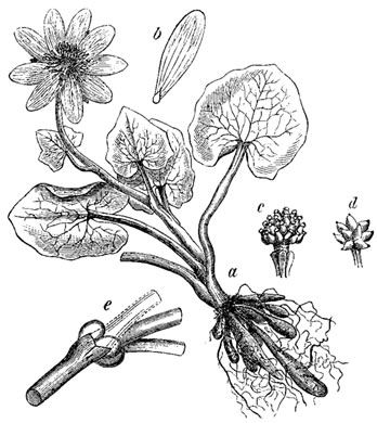 image of Ficaria verna ssp. calthifolia, Fig Buttercup, Lesser Celandine, Pilewort