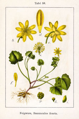 image of Ficaria verna ssp. chrysocephala, Fig Buttercup, Lesser Celandine, Pilewort