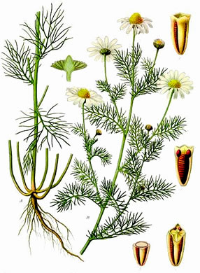 image of Tripleurospermum inodorum, Scentless Chamomile, False Chamomile