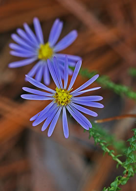 image of Symphyotrichum walteri, Walter's Aster