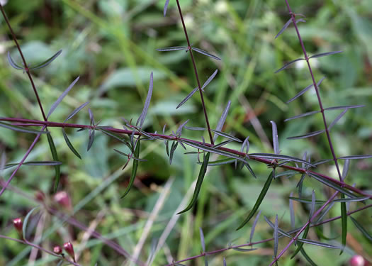 image of Agalinis virgata, Wand Gerardia, Wand Agalinis, Pine-barren False Foxglove