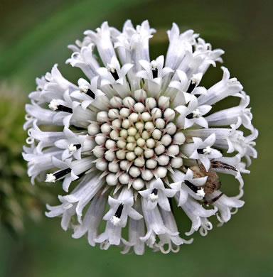 image of Melanthera nivea, Melanthera, Snow Squarestem
