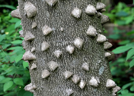 image of Zanthoxylum clava-herculis, Toothache Tree, Hercules-club, Sea-ash, Southern Prickly-ash