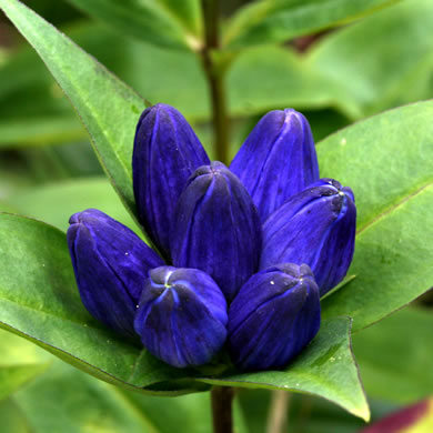 image of Gentiana austromontana, Blue Ridge Gentian, Appalachian Gentian, Pine Barren Gentian