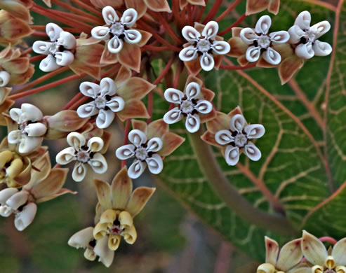 image of Asclepias humistrata, Pinewoods Milkweed, Fleshy Milkweed, Sandhill Milkweed