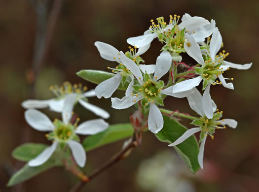 image of Amelanchier obovalis, Coastal Plain Serviceberry, Pocosin Shadbush, Coastal Serviceberry