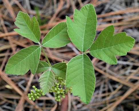 Toxicodendron pubescens, Poison Oak
