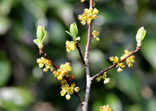 Lindera subcoriacea, Bog Spicebush, Streamhead Spicebush