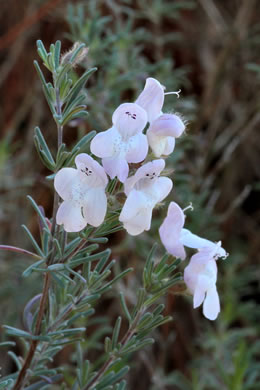 image of Conradina canescens, Gray Rosemary, Conradina