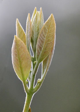 image of Tamala palustris, Swamp Redbay, Swamp Bay