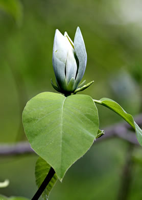 image of Magnolia acuminata var. acuminata, Cucumber Magnolia, Cucumber-tree