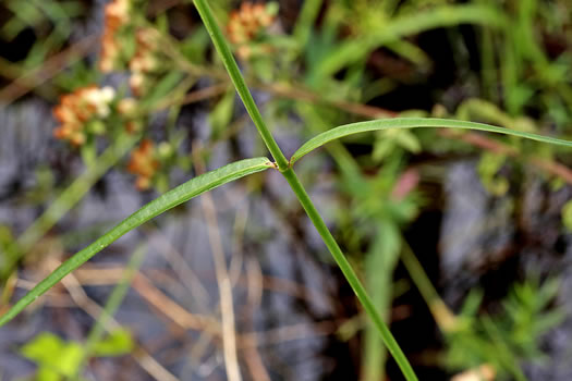 image of Asclepias lanceolata, Fewflower Milkweed, Red Milkweed