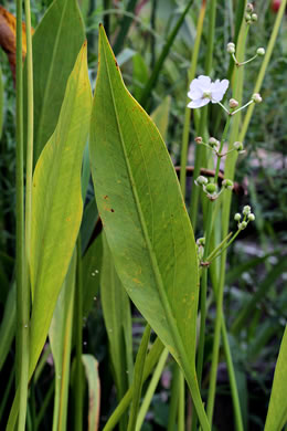 Sagittaria lancifolia var. media, Scimitar Arrowhead, Bulltongue Arrowhead