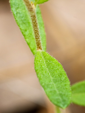 image of Crocanthemum canadense, Canada Frostweed, Canada Sunrose