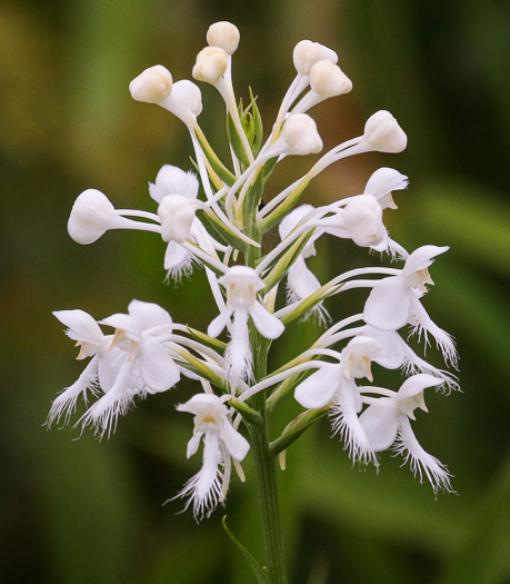 image of Platanthera blephariglottis, Small White Fringed Orchid