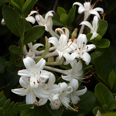image of Rhododendron viscosum var. viscosum, Swamp Azalea, Clammy Azalea, Swamp Honeysuckle, Catchfly Azalea