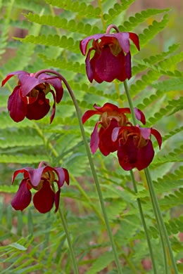 Sarracenia rubra ssp. rubra, Sweet Pitcherplant, Redflower Pitcherplant, Red Pitcherplant, Carolina Sweet Pitcherplant