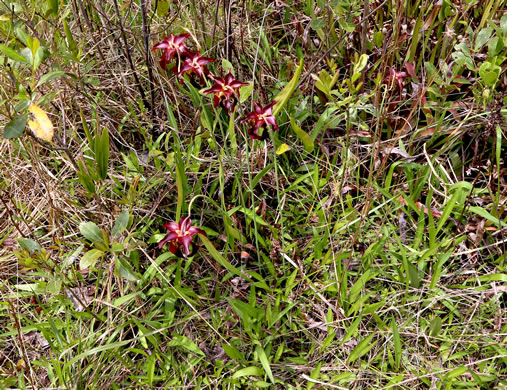 image of Sarracenia rubra ssp. rubra, Sweet Pitcherplant, Redflower Pitcherplant, Red Pitcherplant, Carolina Sweet Pitcherplant