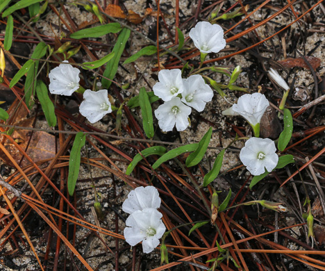 image of Stylisma patens, Sandhill Dawnflower, Sandhill Morning Glory, Coastal Plain Dawnflower, Common Dawnflower