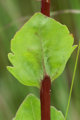 image of Trilisa odoratissima, Vanilla-leaf, Deer's-tongue, Pineland Purple