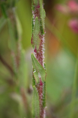 image of Trilisa paniculata, Deer's-tongue, Hairy Chaffhead, Panicled Chaffhead