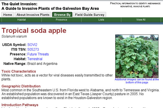 image of Solanum viarum, Tropical Soda-apple