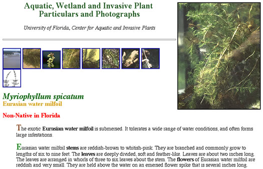 image of Myriophyllum spicatum, Eurasian Water-milfoil