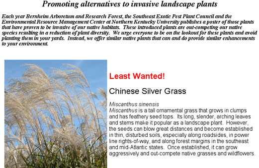 image of Miscanthus sinensis, Chinese Silvergrass, Eulalia